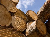 Prezzi del legno in calo del 30 per cento - 14 milioni di alberi sono a terra