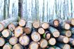 ASFOR: Sustainable Biomass Must Remain in the EU ETS